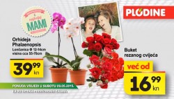 Plodine orhideja akcija