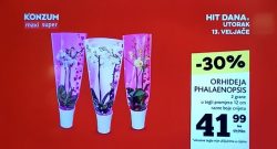 Konzum Hit dana Orhideja