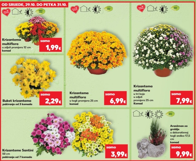 Kaufland Svi sveti krizanteme